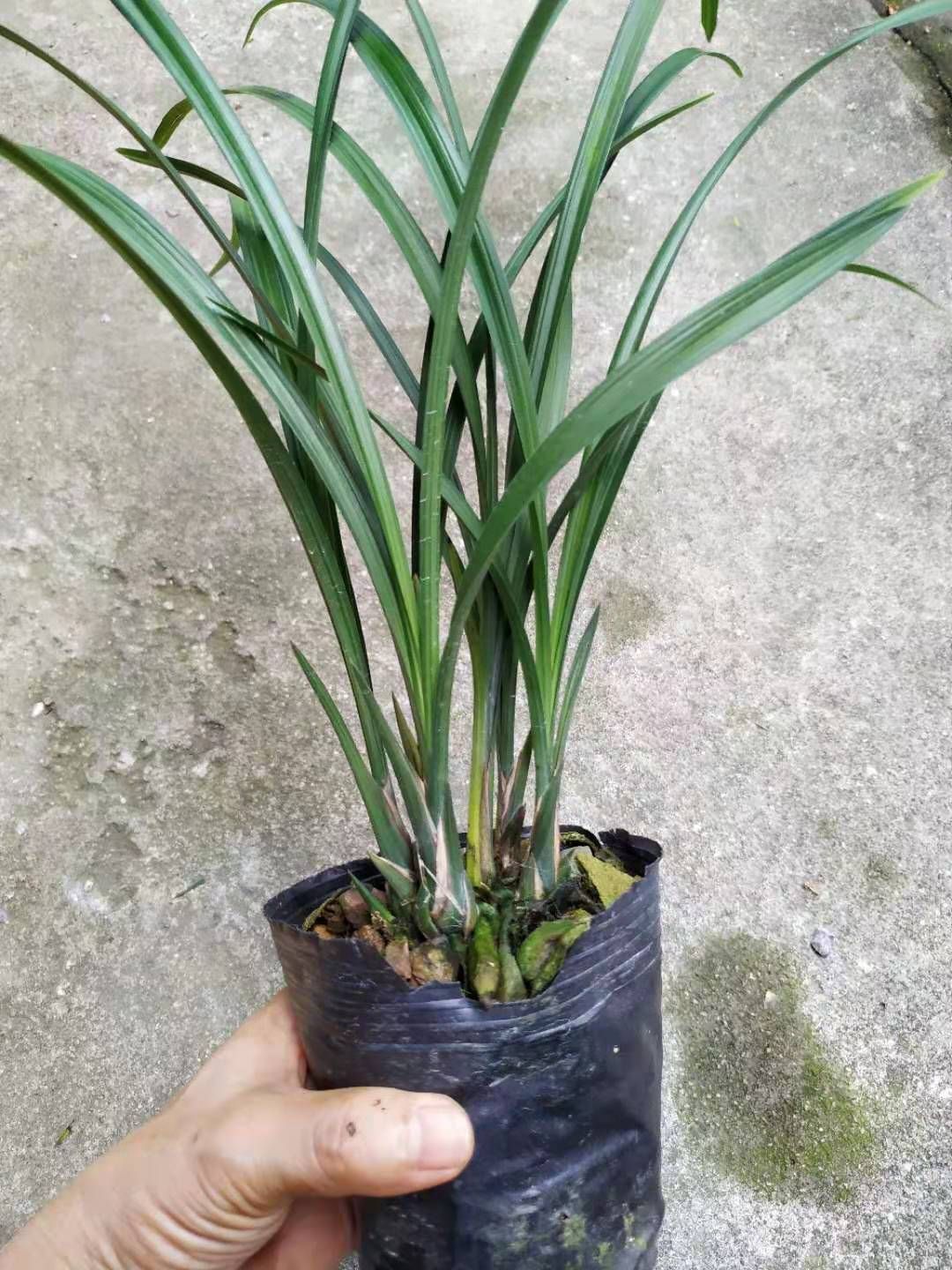 春剑兰花 不含盆