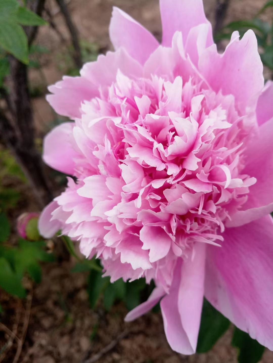 白芍 芍药,精品观赏芍药,几十个品种,多层花,保证品种,保证质量