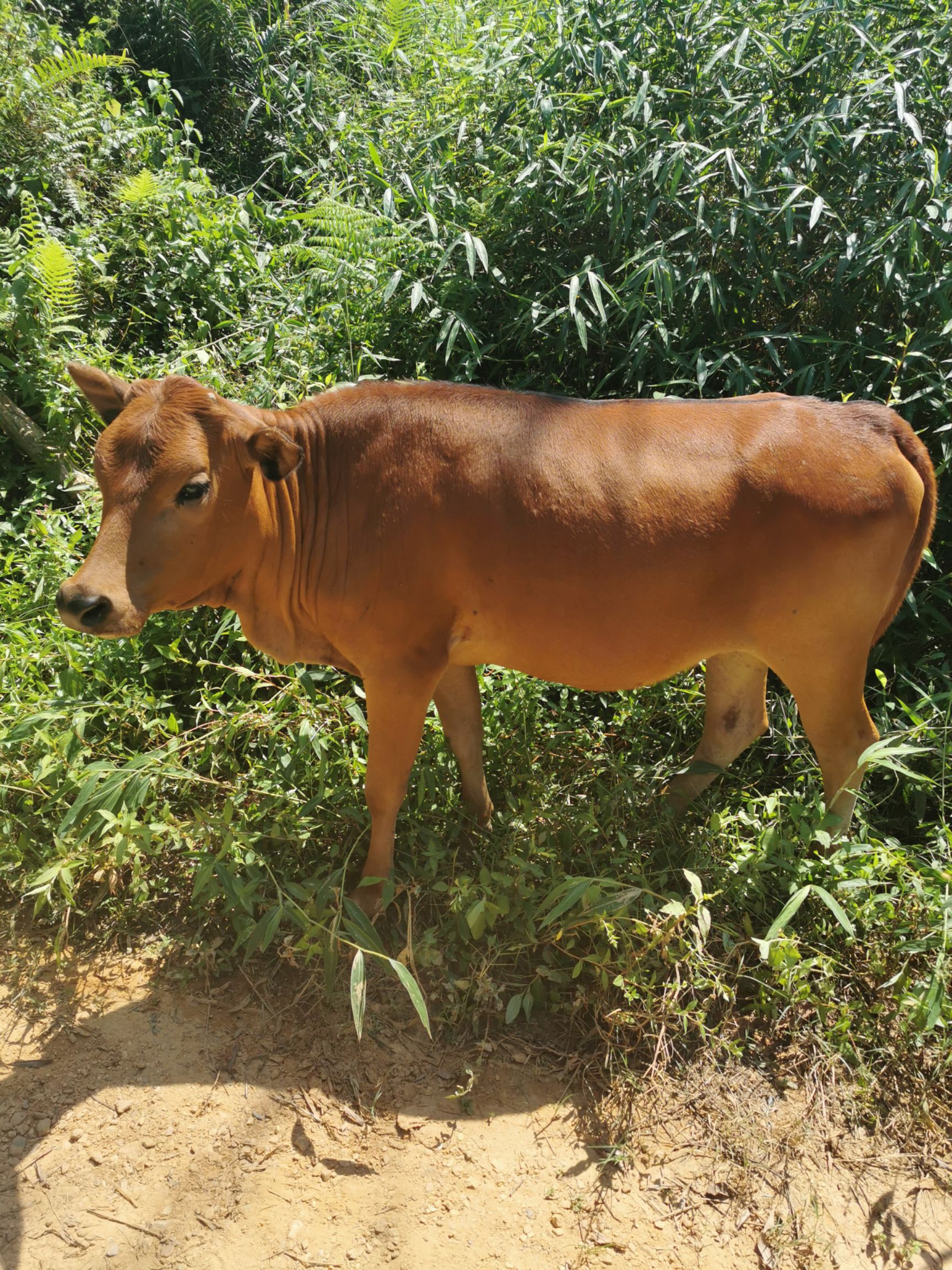 行情大厅  禽畜肉蛋  牛 土黄牛  广东深圳宝安区