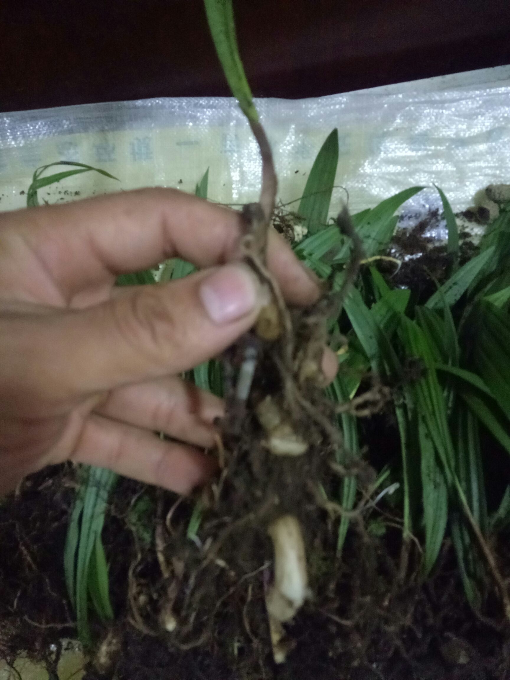 芋头种山芋头又名冰球子产于吉林地区生资源有限市场前景乐观