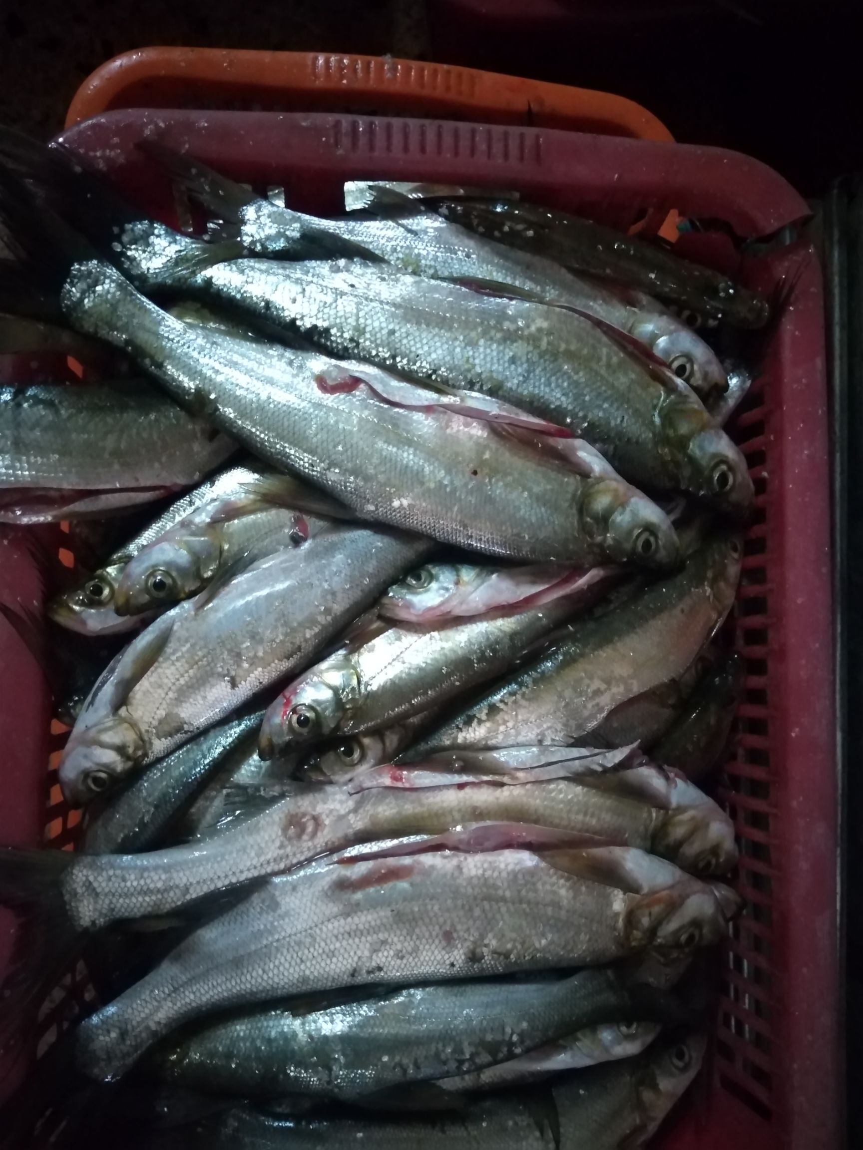 翘嘴红鲌 红水河野生翘嘴鱼