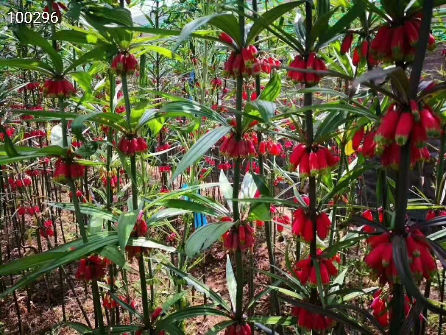 云南红花滇黄精种子 发芽率98% 提供种植技术指导