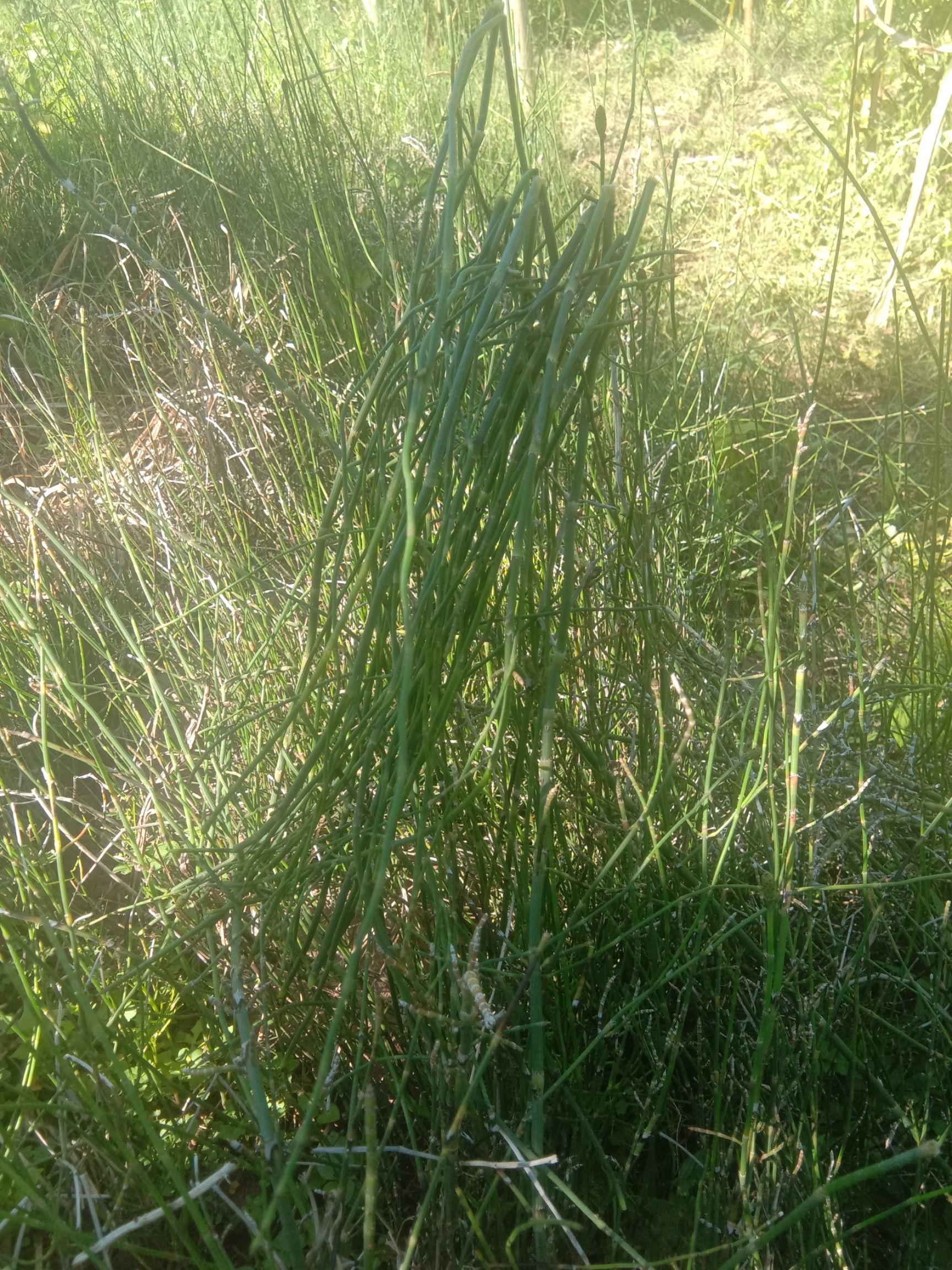 供应大厅  种子种苗  节节草种子                    商品详情