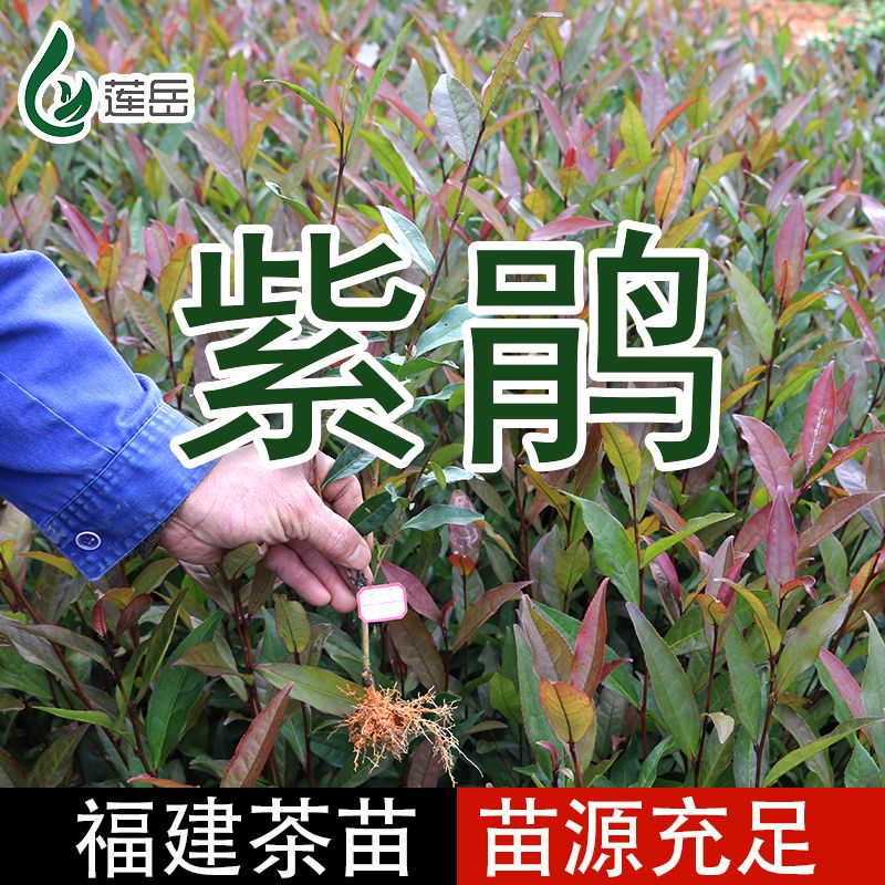 福建宁德福安市 云南 紫鹃 茶树苗 大叶品种茶苗基地直供厂家直销量大