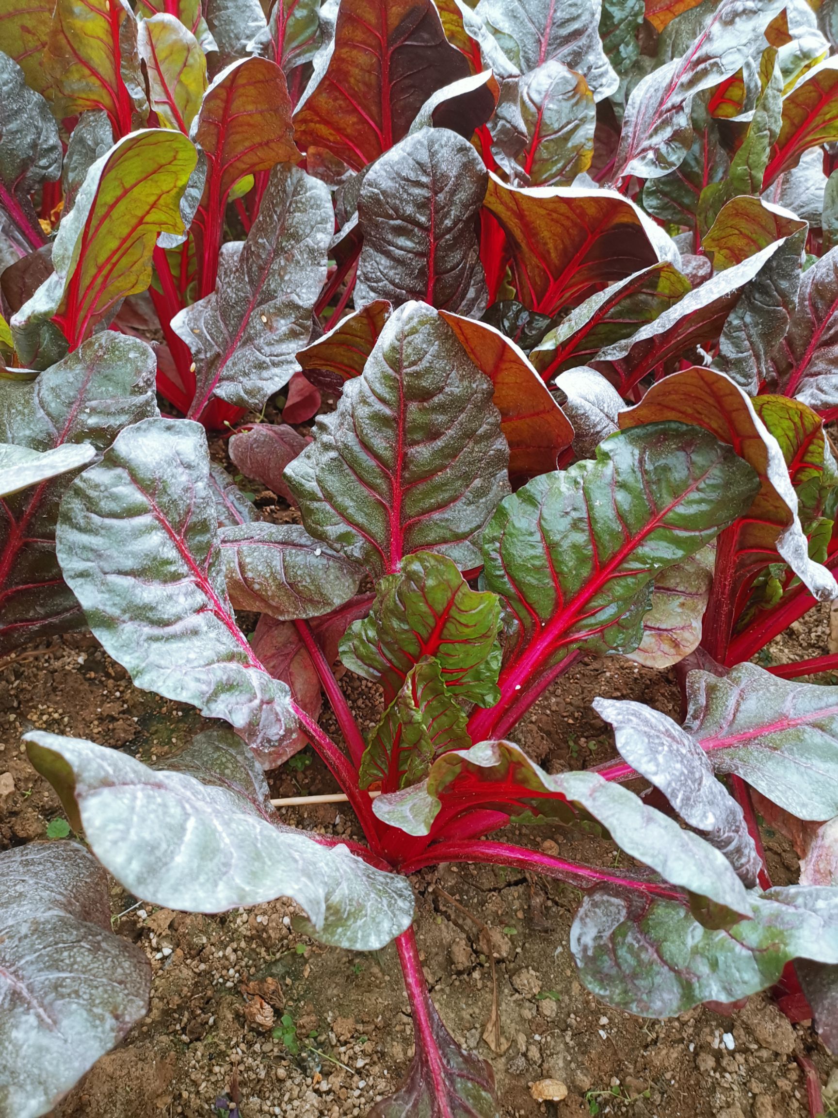 甜菜种子 红甜菜根 红叶菜根达菜 红 四季种植芽苗菜