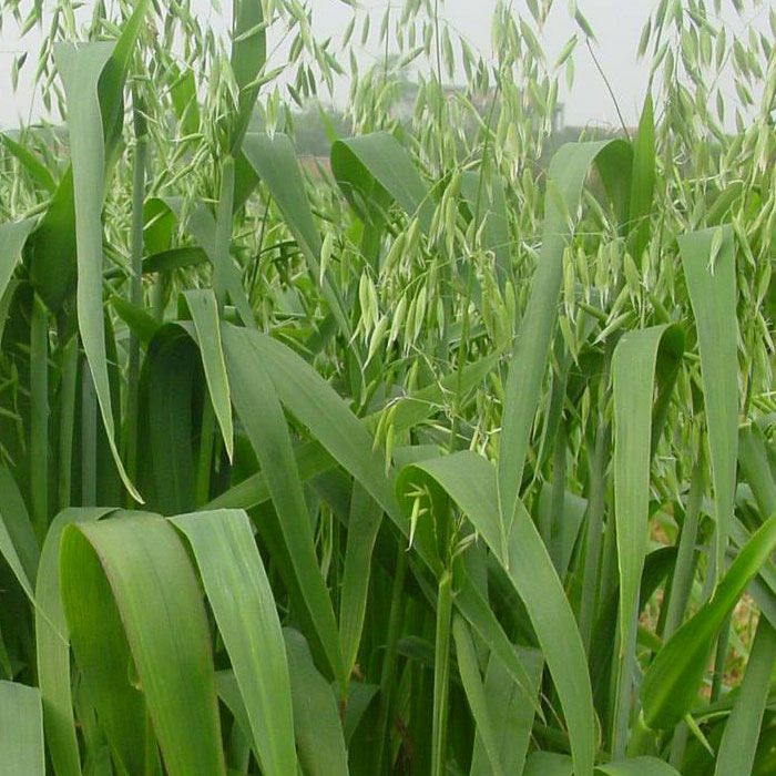 燕麦草种子 燕麦种子边锋燕麦牧草种子高产量饲料高营养 热卖春秋季