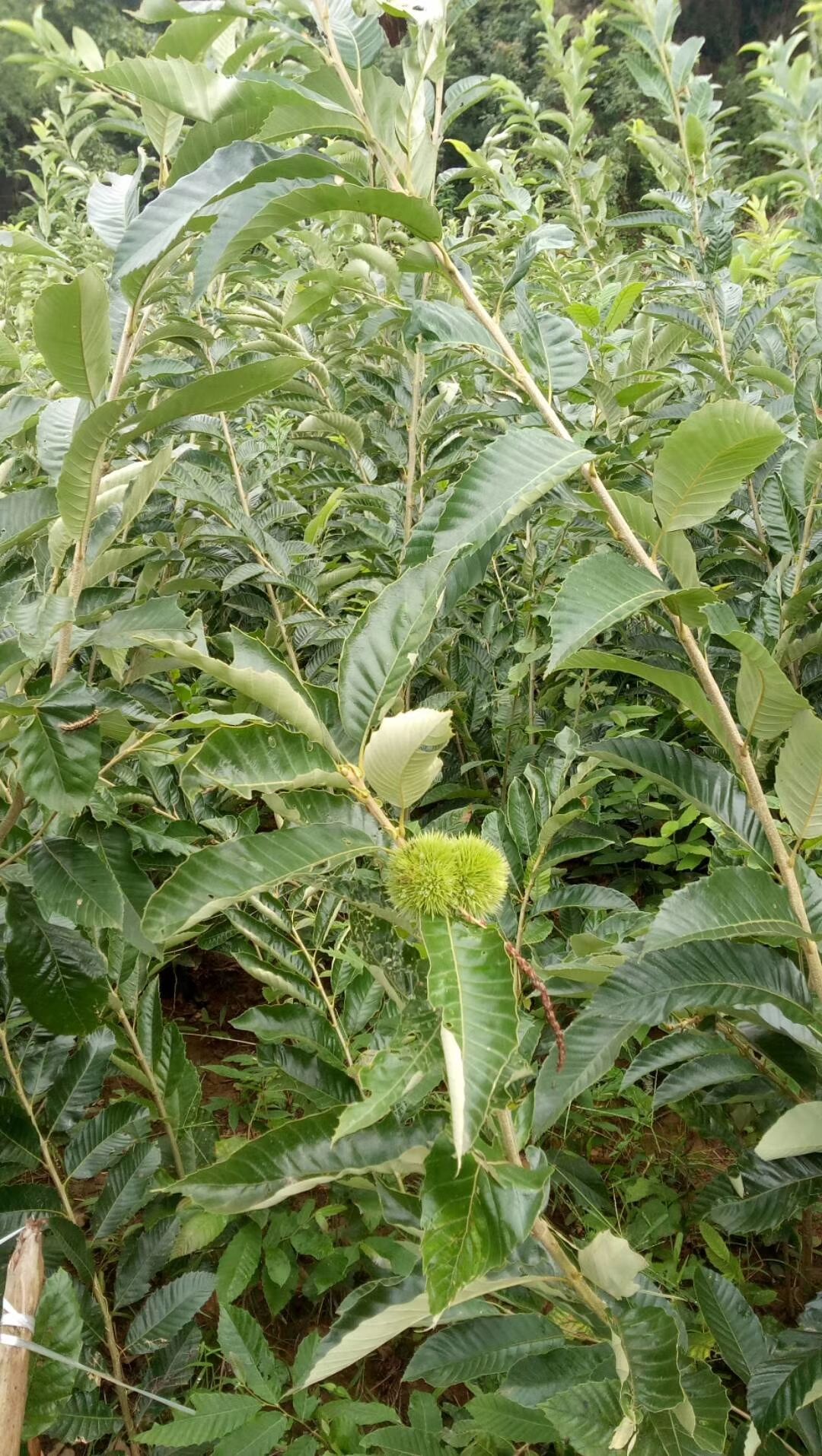 九家种板栗苗 当年嫁接,当年挂果.无病虫害,现挖,现发!