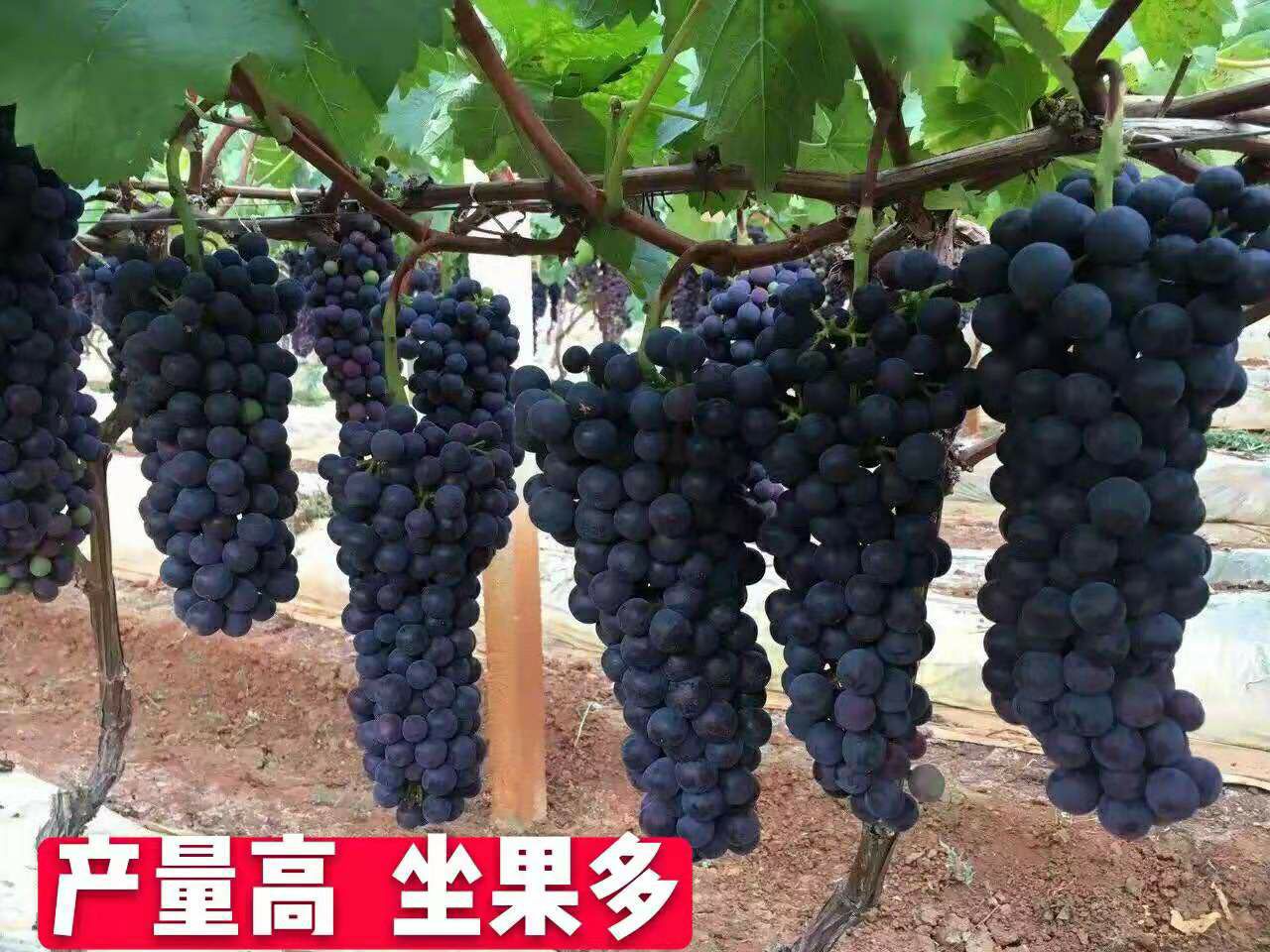 黑美人 夏黑葡萄苗,1-多年生扦插苗嫁接苗带土包