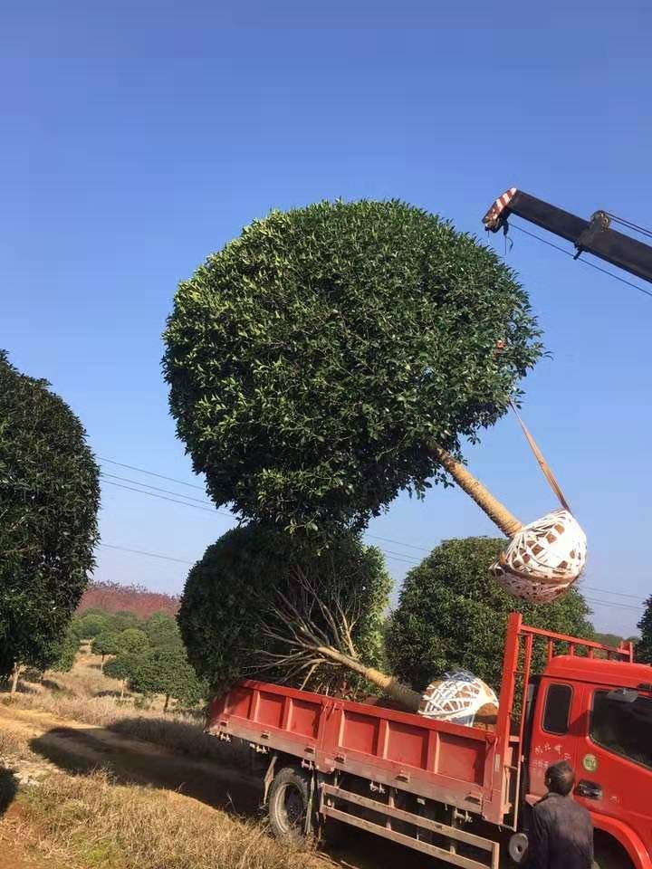 湖北省咸宁市咸安区 桂花树大树丹桂状元红朱砂金桂四季桂八月桂庭院