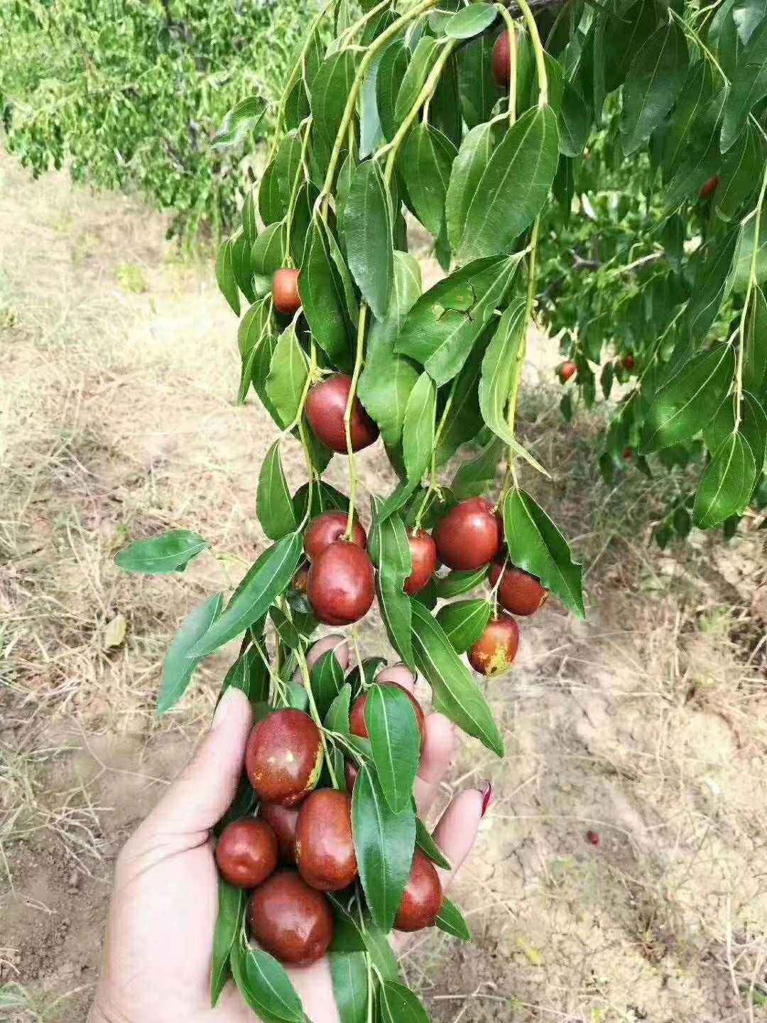 金丝红枣 朝阳金丝大枣,当天采摘当天发货,保证新鲜.特甜,老少皆宜