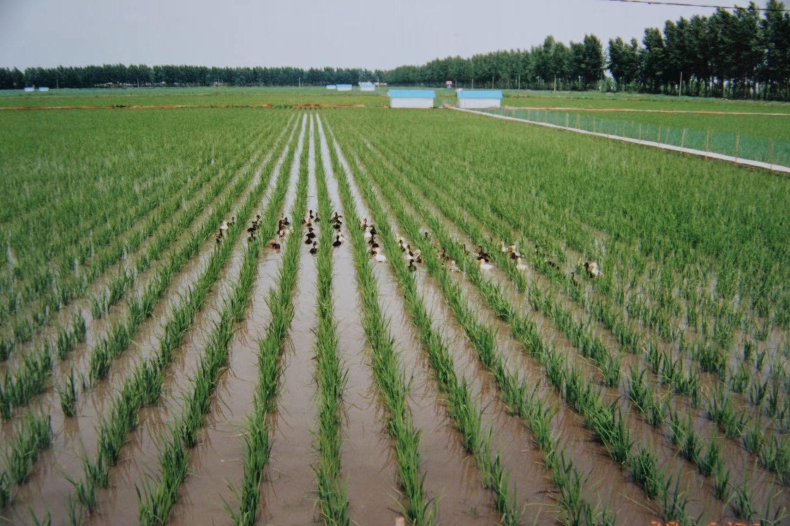 [东北大米批发] 万昌大米,纯绿色无污染河水灌溉,手工