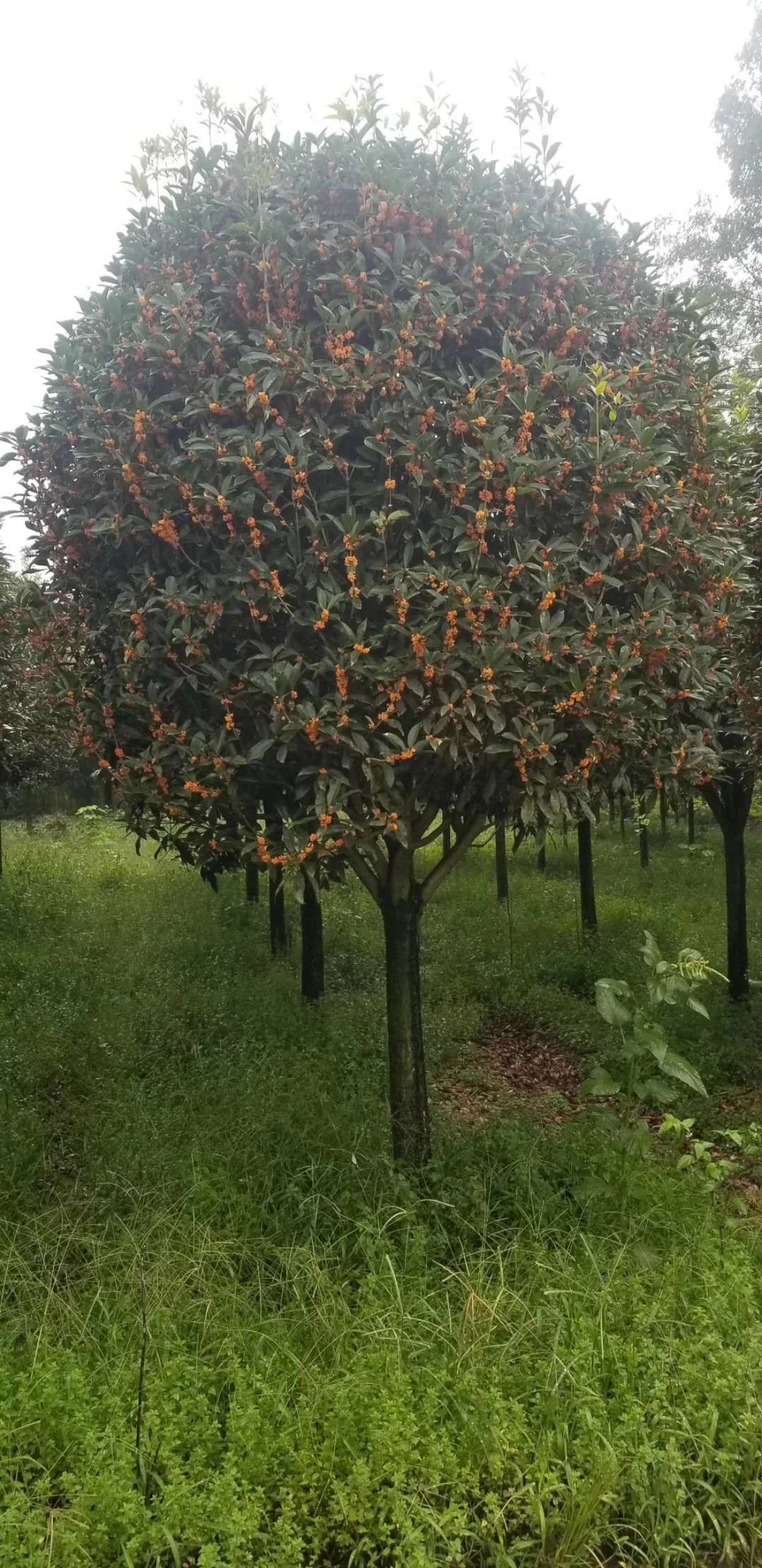 供应大厅  苗木花草  桂花树   商品属性 品种名:普通桂花树 品种名