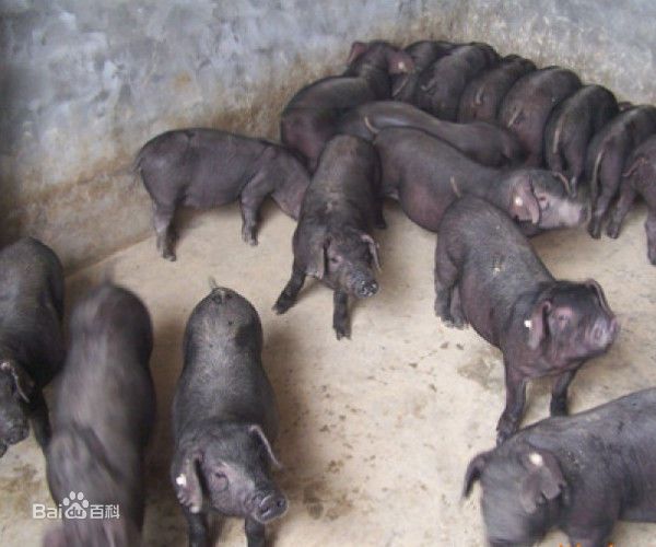 二代黑猪高产黑母猪,扎头多 产仔多 母性好 抗病强
