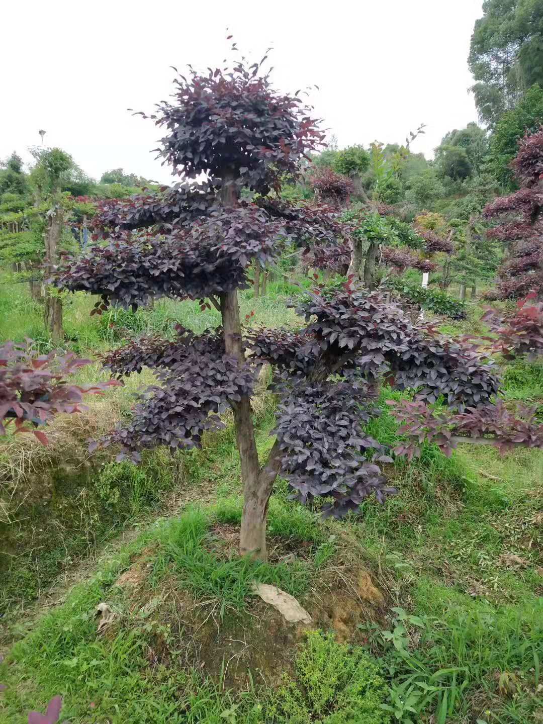 造型红花继木桩景