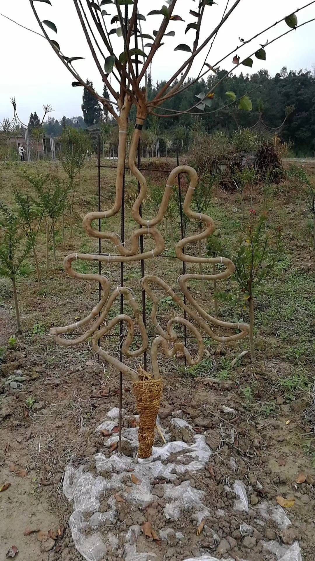 地笼桂花 五彩桂花瓶 桂花花瓶 紫薇花瓶 花瓶骨架 花瓶模具