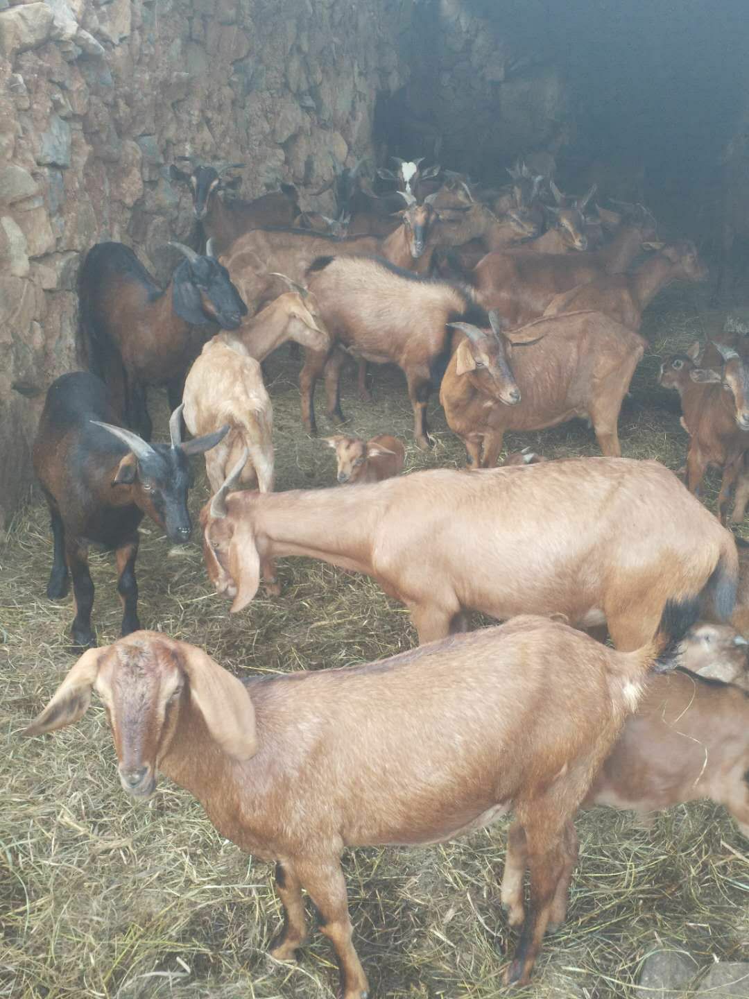 云南散养黄山羊