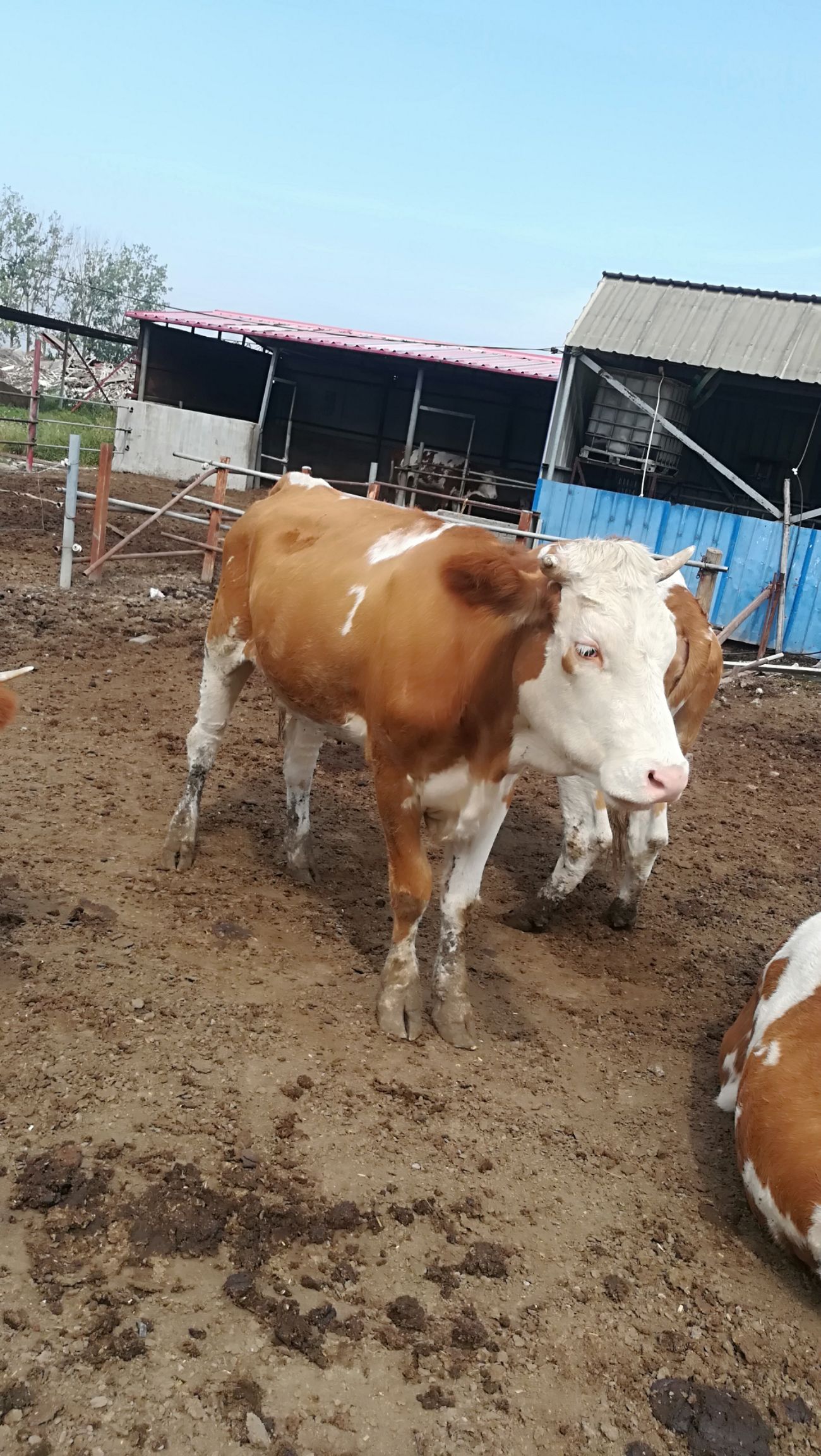 出售西门塔尔三岁母牛,牛犊