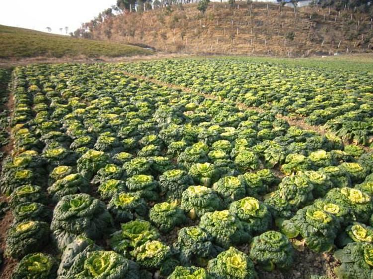 黄心坞菜种子黄心乌种子卷窝菜黄心菜特色蔬菜易种植