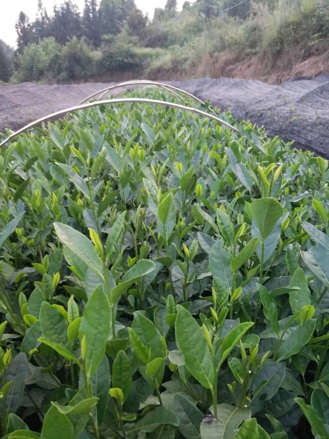 无性系良种茶苗 供应茶叶苗龙井茶苗白茶苗黄茶苗茶树苗各品种茶苗