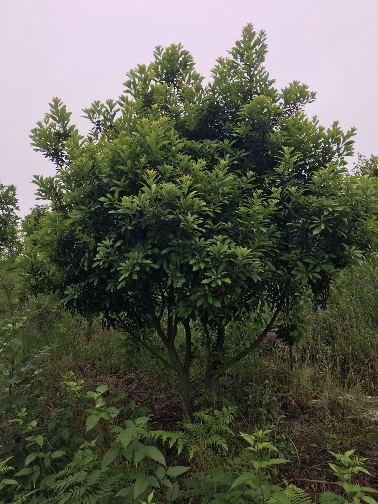 丛生东魁杨梅树