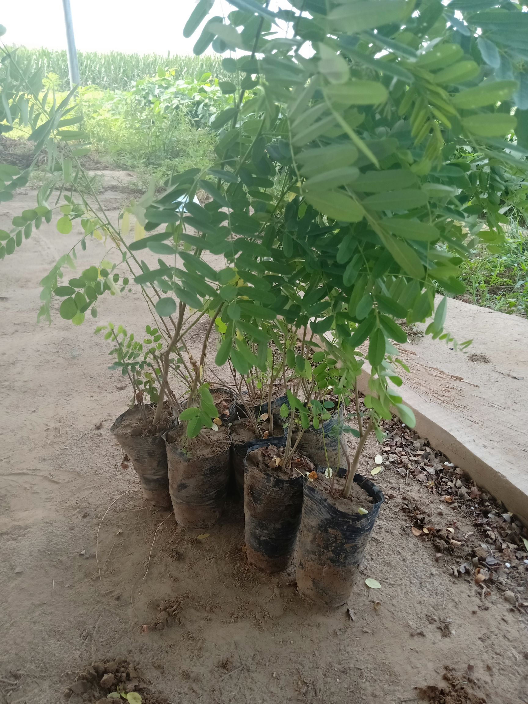 紫穗槐栽培常年销售紫穗槐,刺槐承接各种绿化工程用苗