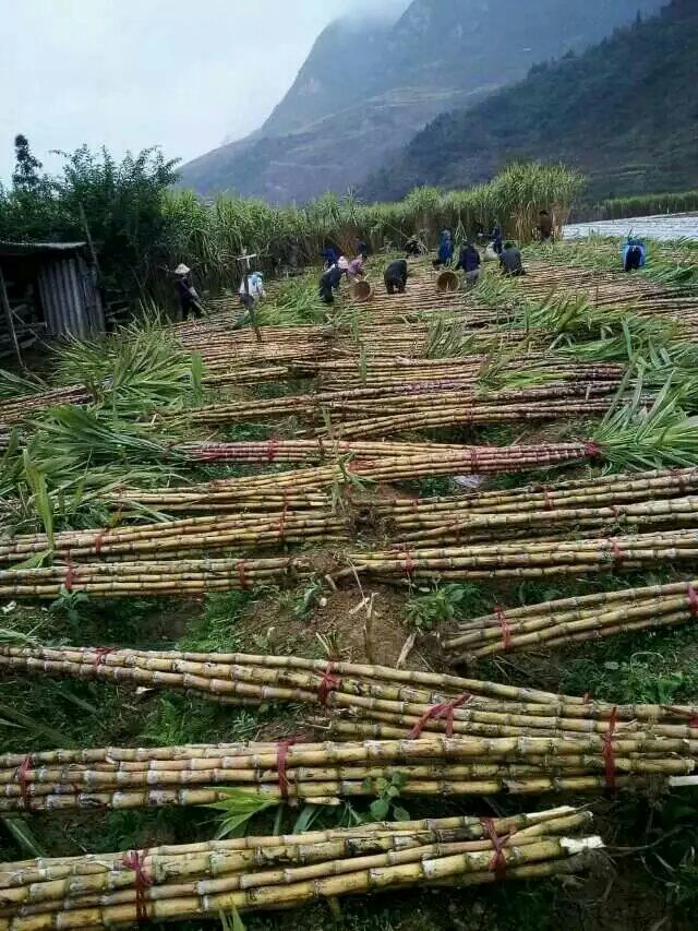 云南文山西畴县鸡街乡黄皮水果甘蔗!清脆可口!欢迎到地选购批