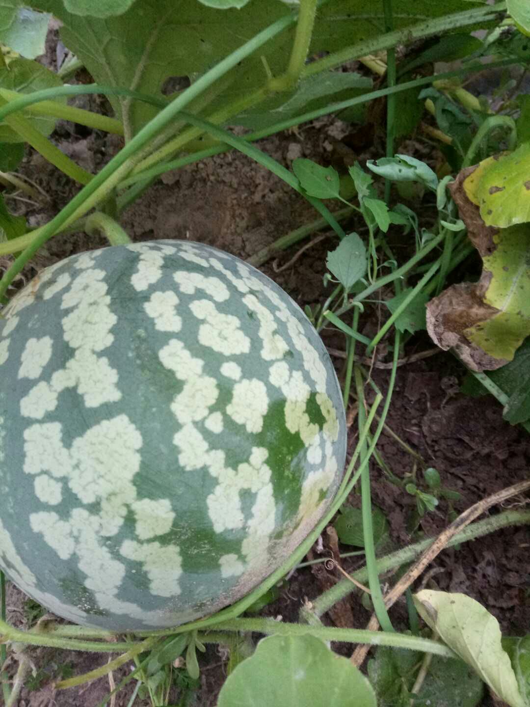 大冬瓜大量上市身才很好