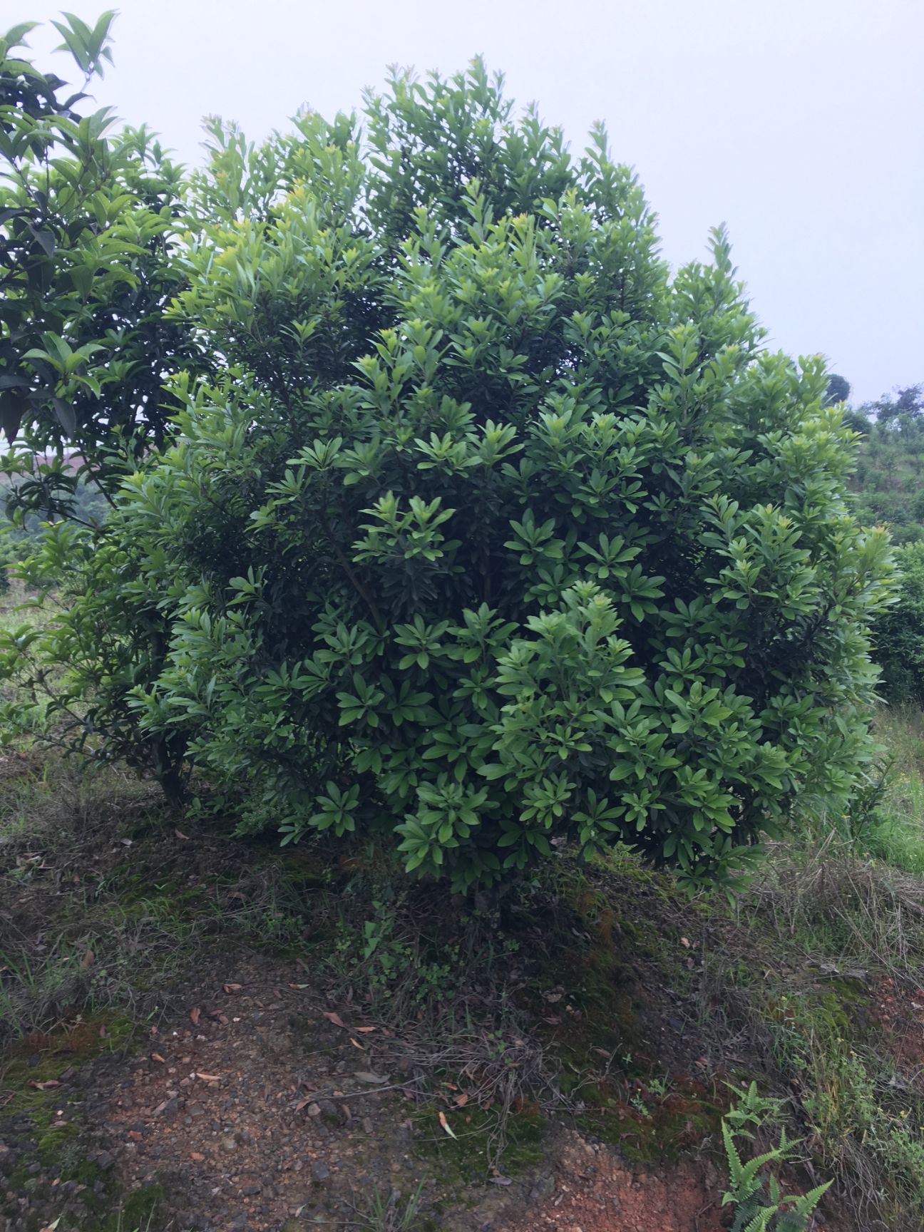 丛生东魁杨梅树