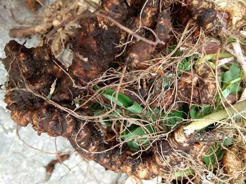 [竹节参批发]竹节参 生竹节人参,竹节三七价格280元