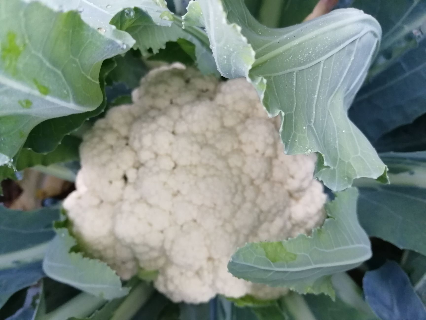 白面青梗松花菜 青梗白面散花