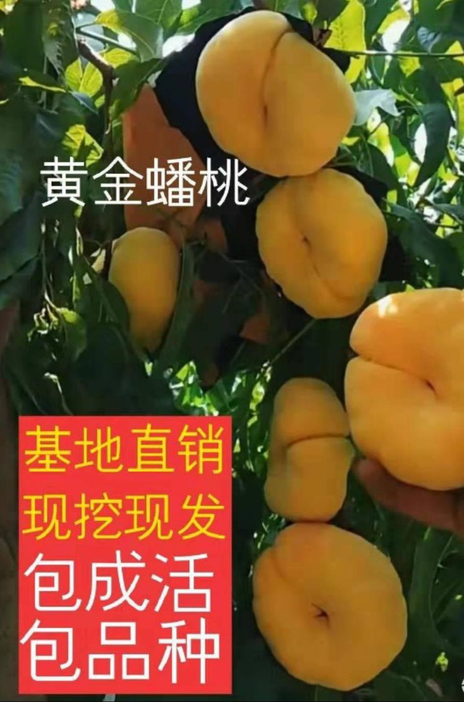 嫁接黄金蟠桃树苗 蟠桃苗 放心苗 基地发货 包结果