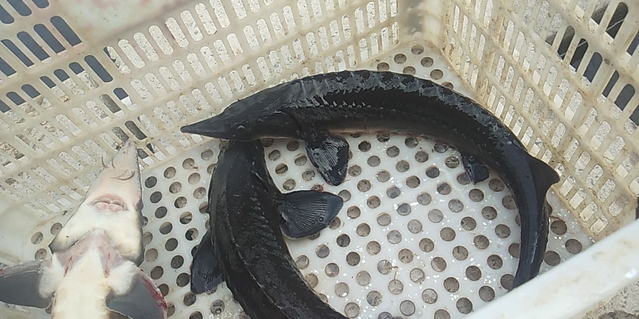 西杂鲟鱼 人工养殖 1-2公斤