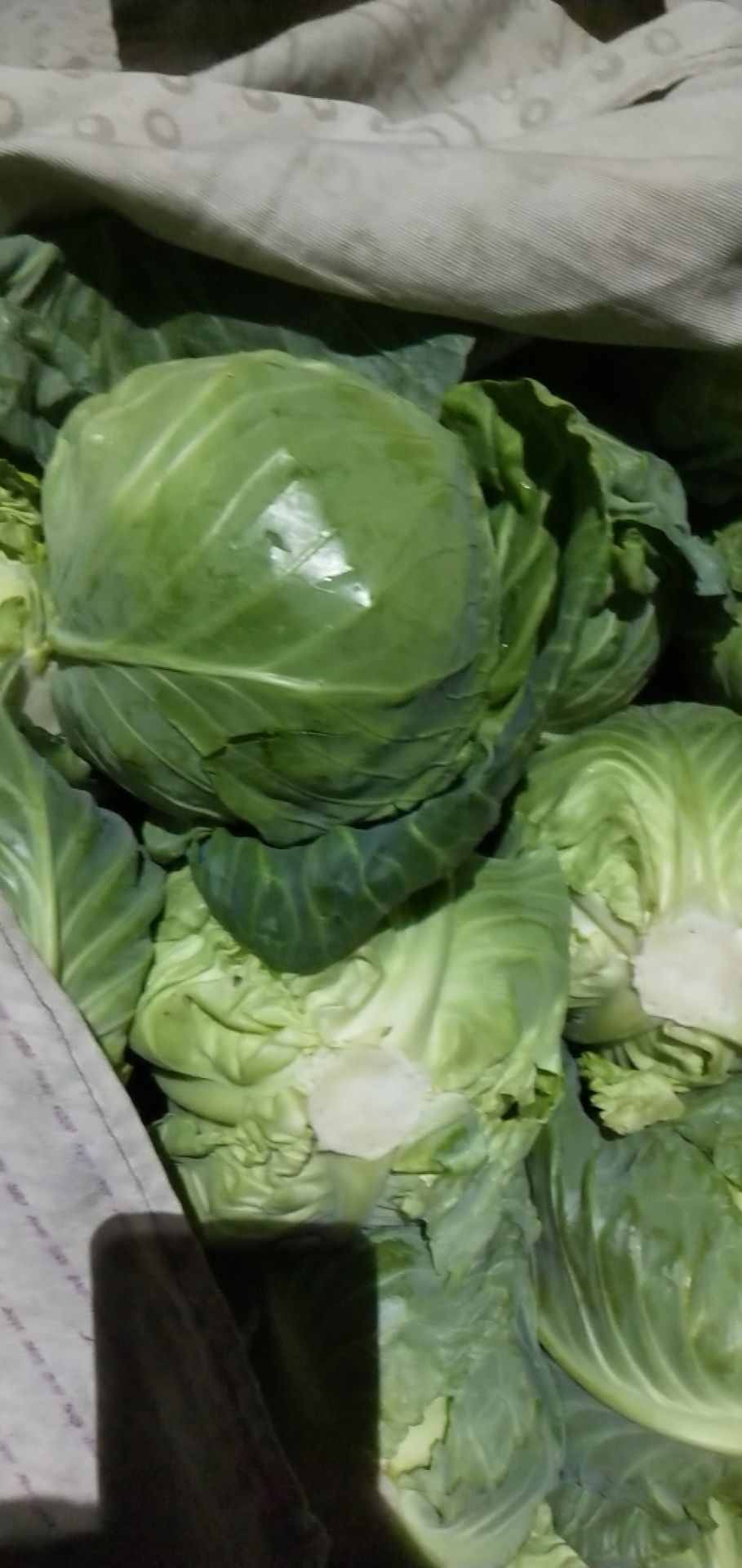 圆包菜 大量供应甘蓝