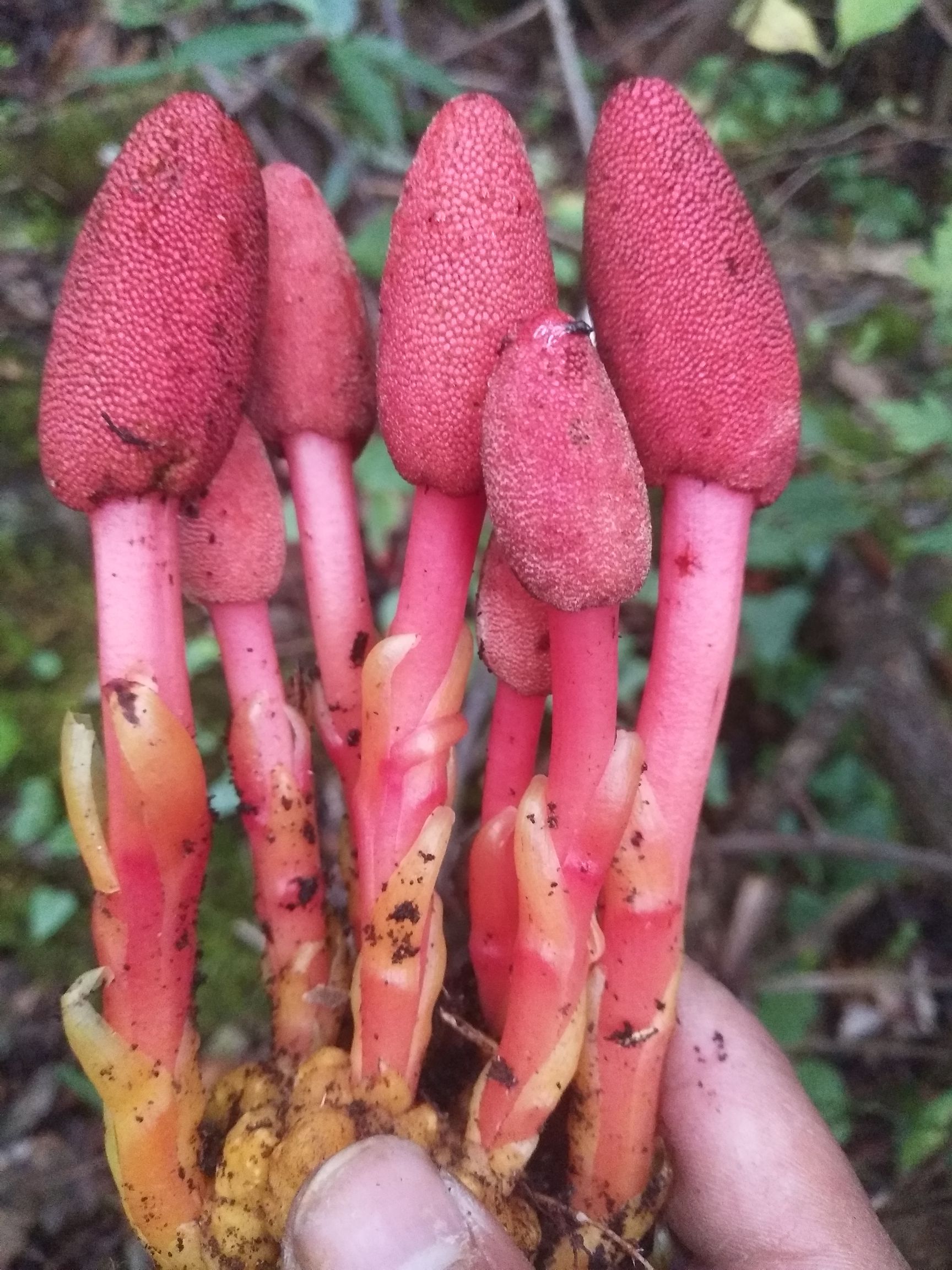 蛇菰 文王一支笔 葛菌 供应