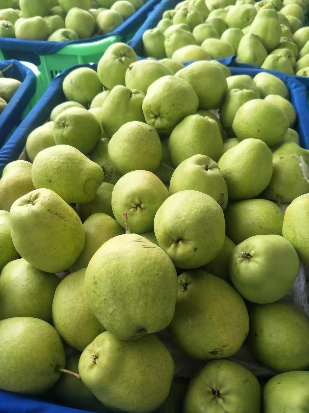 甘肃苹果梨价格_甘肃苹果梨行情_甘肃苹果梨批发价格