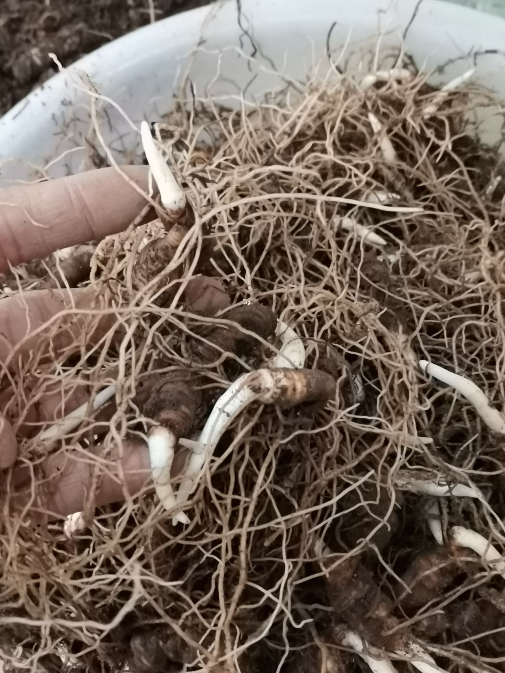 重楼苗,七叶一枝花苗2年苗茎块