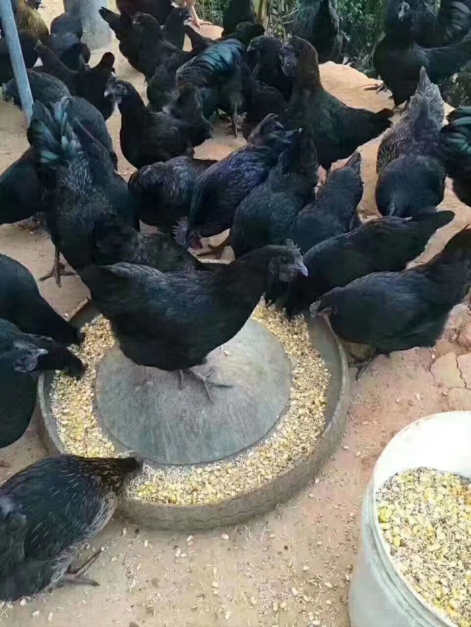 供应青脚土鸡苗瑶鸡苗青脚麻乌皮鸡苗快大乌鸡苗川渝土鸡重庆土鸡