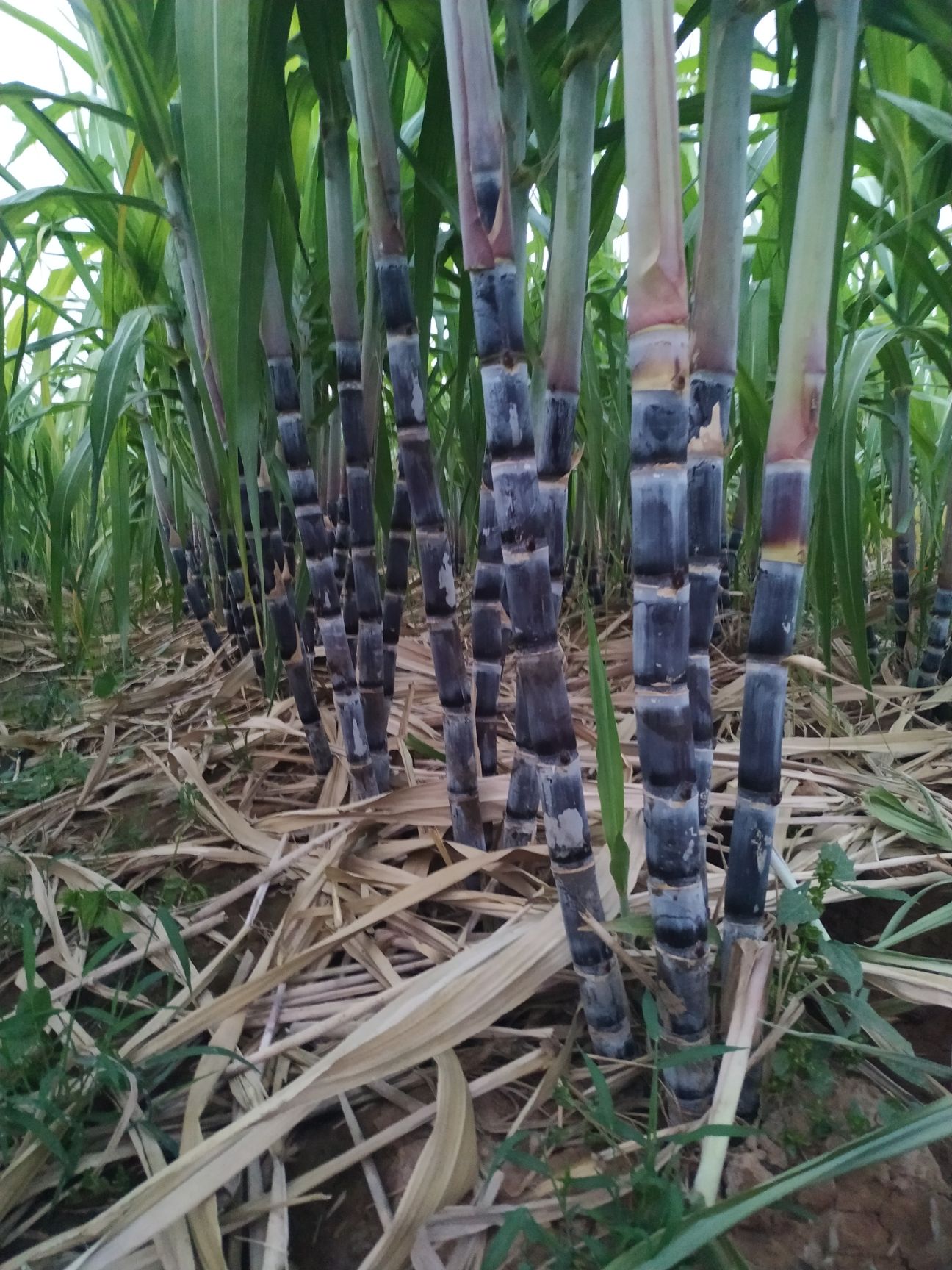 青州甘蔗种植基地北方甘蔗种植中心,欢迎批发零售采摘的客户光临