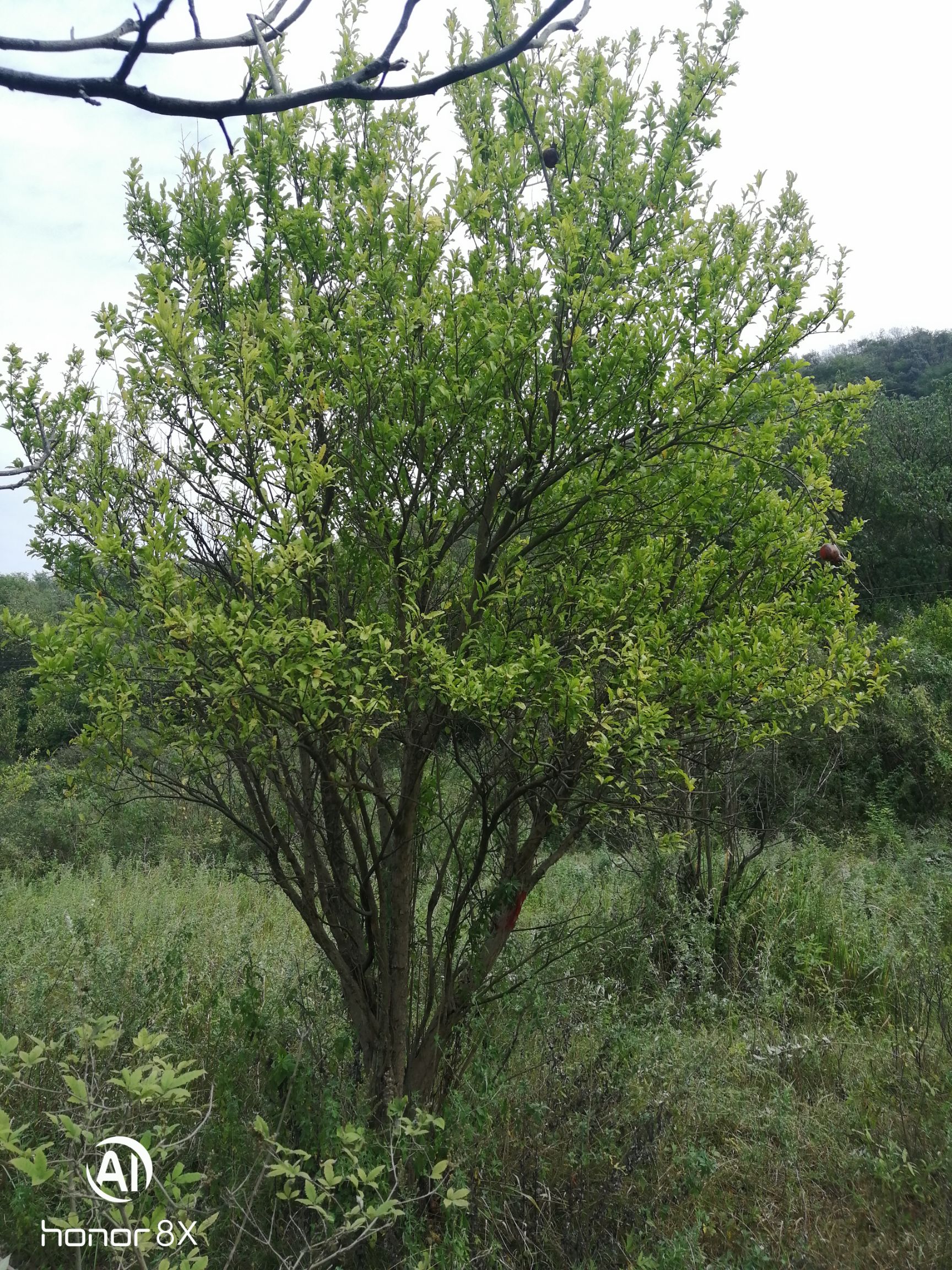 精品丛生花石榴