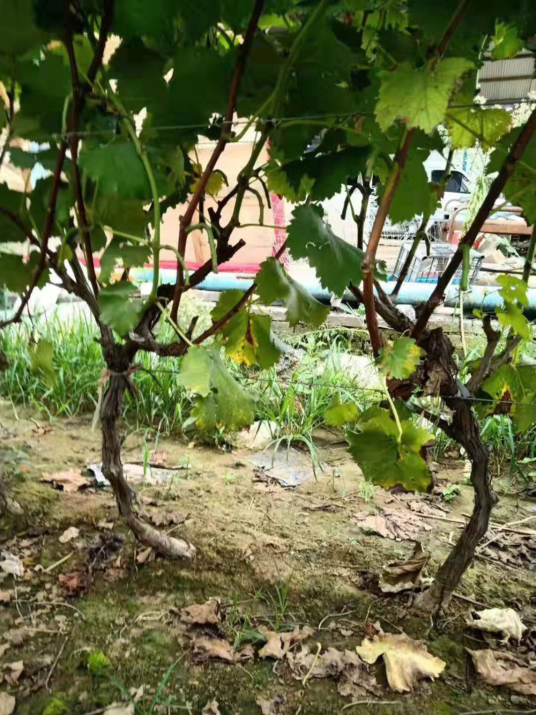 巨峰葡萄苗 葡萄树