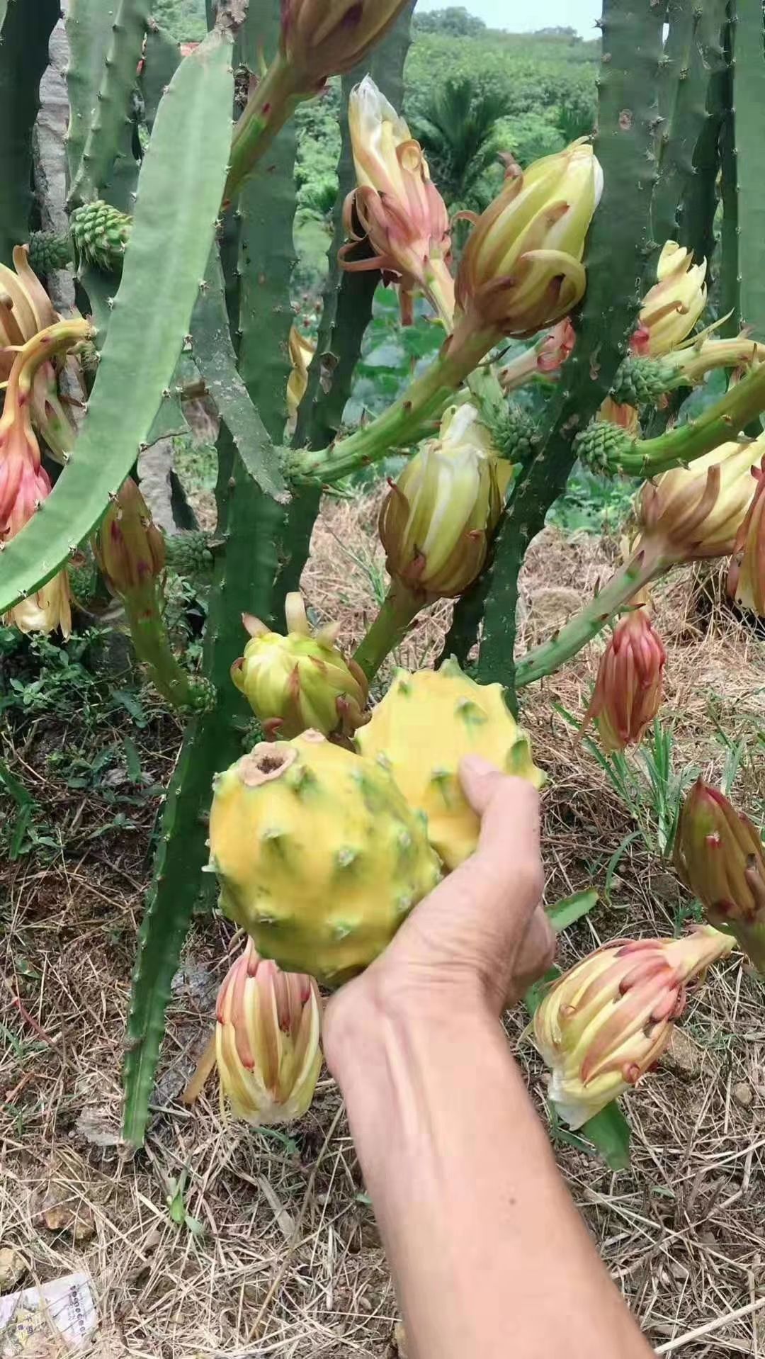 黄皮火龙果苗,燕窝果,麒麟果苗,品种纯正,基地直发