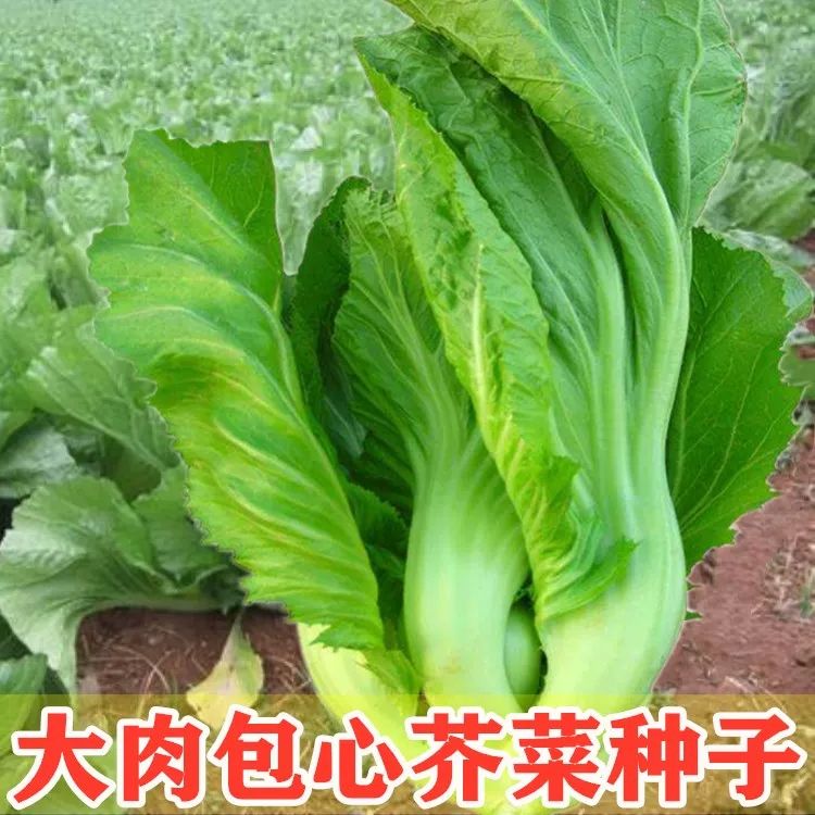 四季播种大叶水东芥菜种子特大广东芥菜种籽包心甜客家芥蔬菜孑