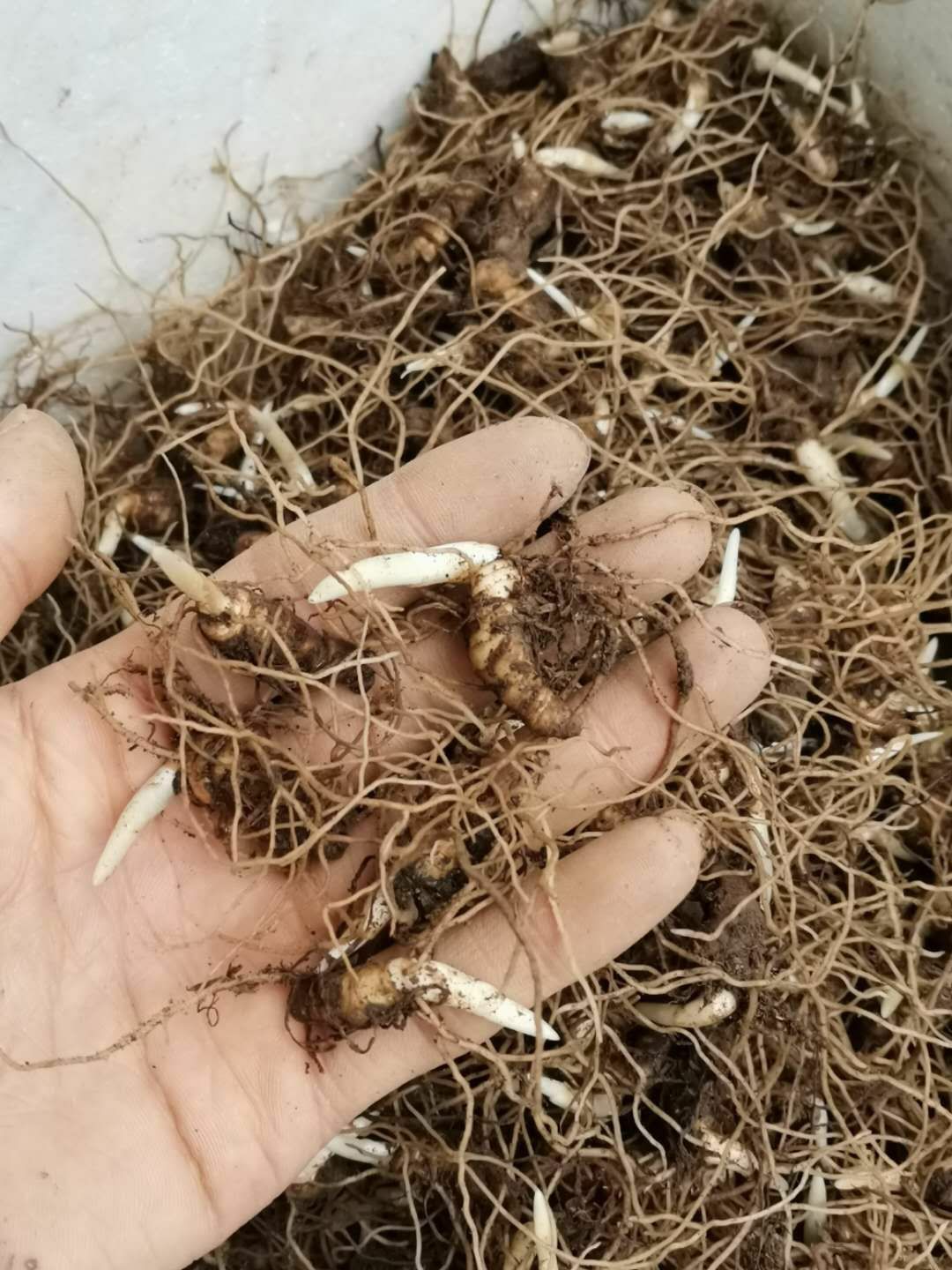 重楼苗,七叶一枝花苗2年苗茎块