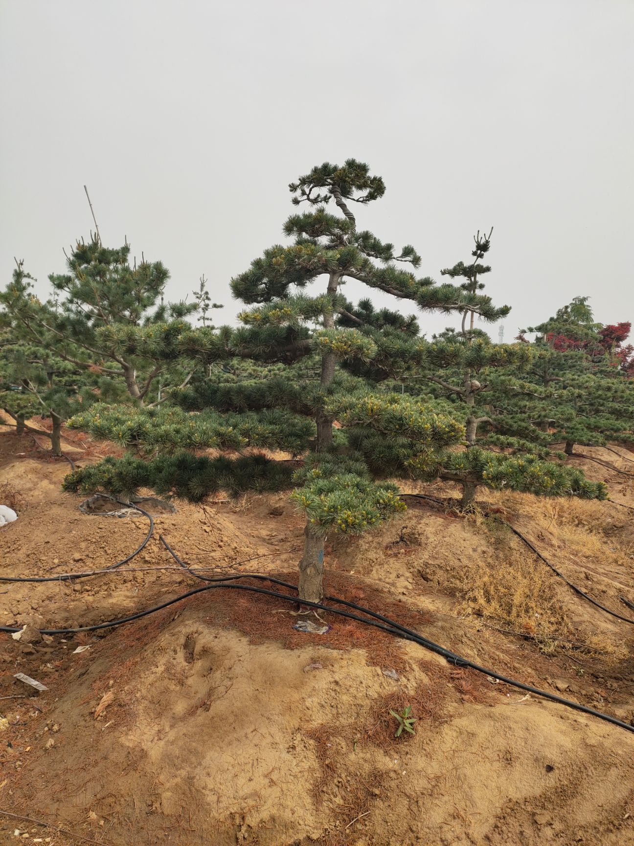 五针松,造型五针松
