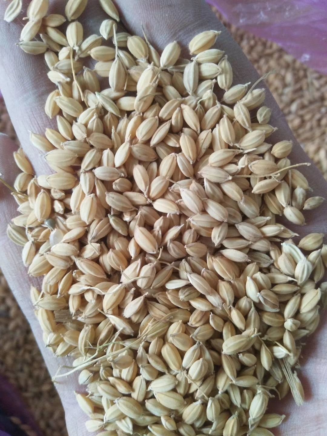 [粳稻谷批发]龙粳31 大量出售黑龙江齐齐哈尔园粒水稻