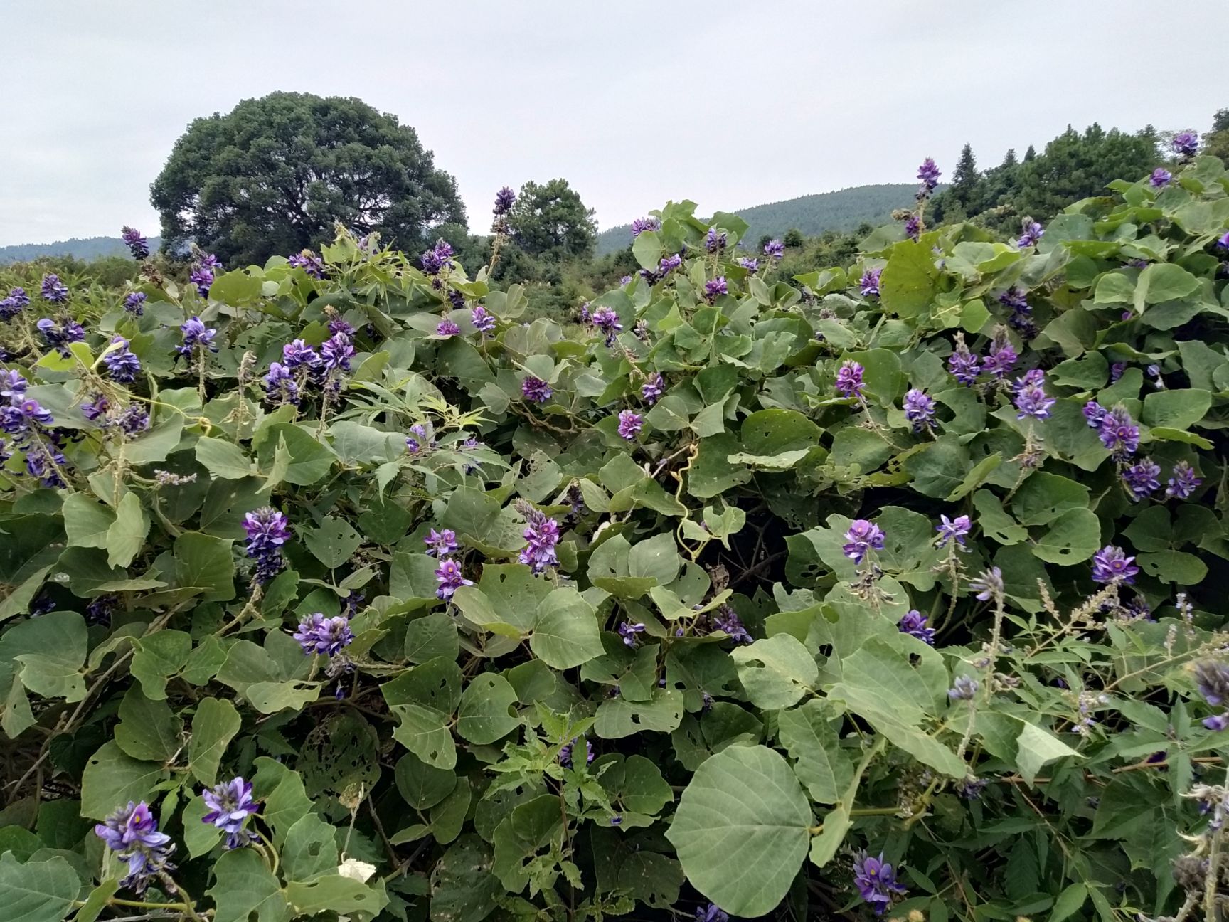 生葛花茶精选优质货出售