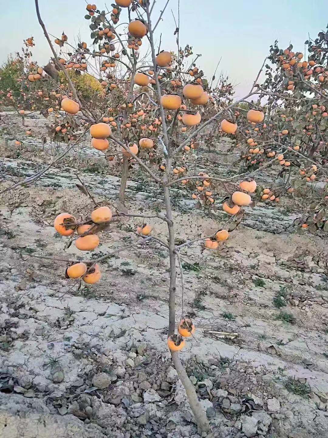 阳丰甜柿苗 柿子苗