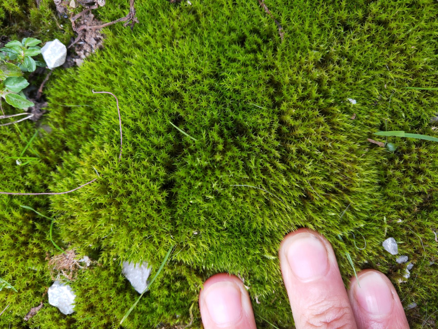 水苔苔藓 野生现采鲜活青苔 盆景铺面苔藓 微型植物盆栽 假山