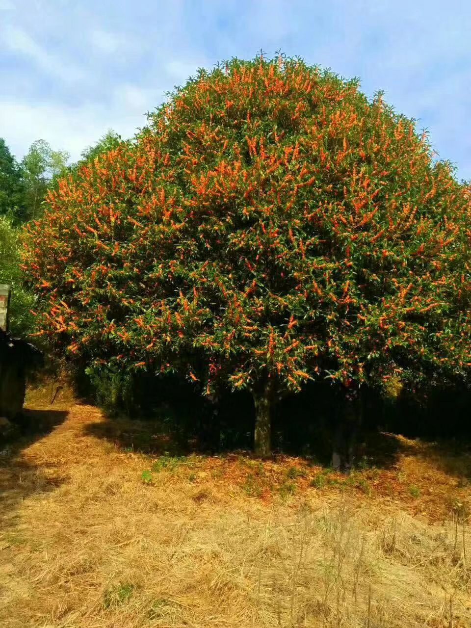 状元红桂花树