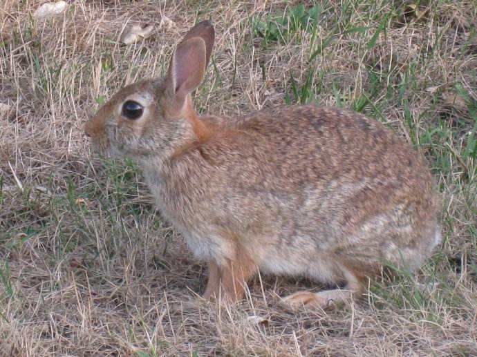 兔肉类 兔子 山地放养 比利时 杂交野兔 肉兔4—6斤/只 中大型兔